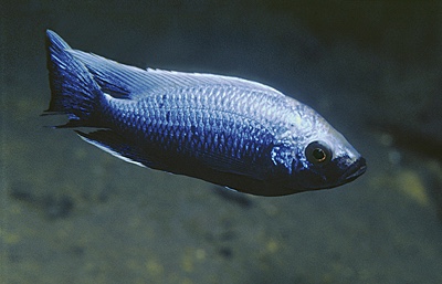 Copadichromis trewavasae 'Chizumulu Island'